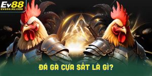 Đá gà cựa sắt là gì?