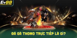Đá gà Thomo trực tiếp là gì?